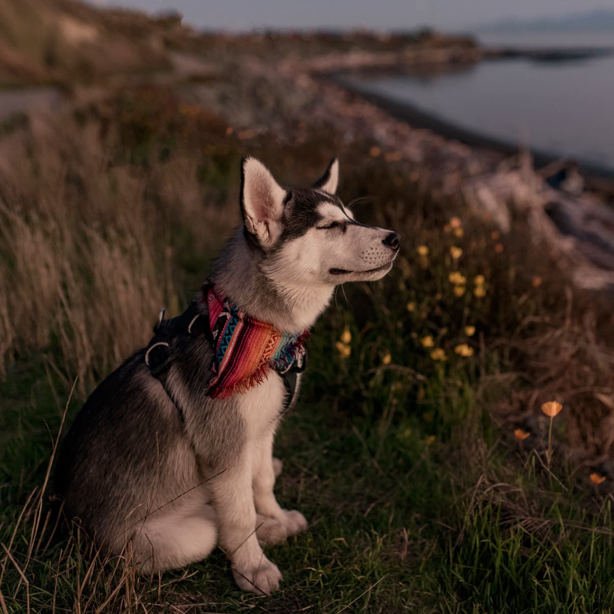 Pet Portraits
