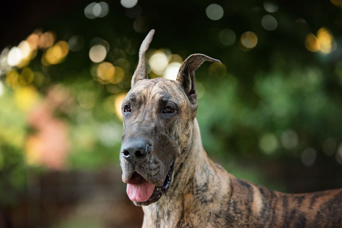Location Pet Package (1 Hour)