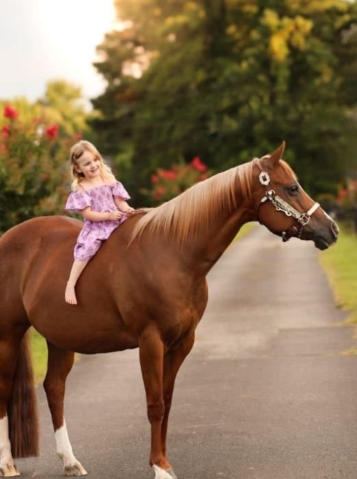 Horse & Rider